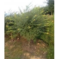 常年供應(yīng)各規(guī)格紅楓，雞爪戚，紫薇，紅葉李，櫻花，廣玉蘭，紅白