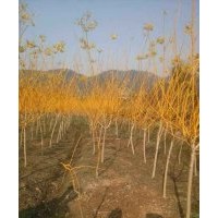 常年供應(yīng)各規(guī)格紅楓，雞爪戚，紫薇，紅葉李，櫻花，廣玉蘭，紅白