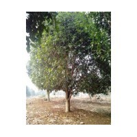 江蘇桂花價格 南京桂花價格 桂花工程苗