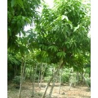 供應白玉蘭樹苗 廣玉蘭樹苗 火練樹苗 紅橘苗 苦煉樹苗 紅橘樹