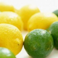 供應(yīng)酸桔樹(shù)苗 香橙苗 檸檬樹(shù)苗 酸柑樹(shù)苗 酸柚樹(shù)苗 酸橙苗 紫薇樹(shù)