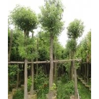 供應(yīng)煙脂木苗 富貴竹樹(shù)苗 菩提樹(shù) 楓香樹(shù)苗 香樟 紅楓樹(shù)苗