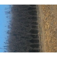 大量紫葉李，紅葉李，雙櫻，西府，碧桃便宜處理