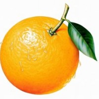 供應(yīng)酸橙樹苗 酸梅樹苗 酸棗樹苗 蜜橘樹苗 柑子樹苗 橙子樹苗 臍