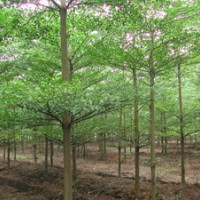 供應(yīng)小葉欖仁 大葉欖仁 蘭嶼肉桂樹 錦葉欖仁 天竺桂樹 綠寶 發(fā)財(cái)