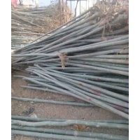 甘肅新疆楊基地/酒泉新疆楊基地/小金灣新疆楊苗木