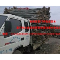 甘肅新疆楊苗木/甘肅新疆楊價(jià)格/甘肅新疆楊產(chǎn)地