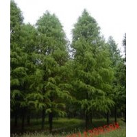 山東中山杉 青島中山杉