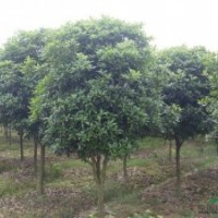 8公分桂花批發(fā)，8公分桂花報(bào)價(jià)