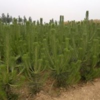 那里黑松黑松苗便宜莒南順義黑松苗木基地