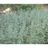 地徑10公分雪松價格，15公分雪松價格，1.5米雪松價格