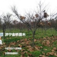 清地啦，日本紅楓3-5公分