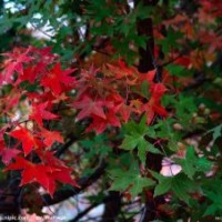 白皮松 鈣果苗五角楓核桃樹(shù)山桃桃樹(shù)