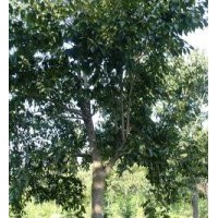 自產(chǎn)自銷12公分杜仲價格，15公分杜仲價格