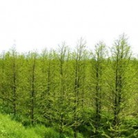 江蘇中山杉 江蘇中山杉 江蘇中山杉