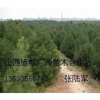 80-1.5米白皮松大量低價出售