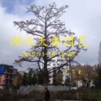 水杉（水杉苗、水杉樹的發(fā)現(xiàn)發(fā)展培育技術(shù)）利川天都園藝