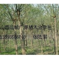 7、8公分國槐低價出售