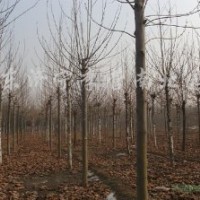 供1-3帽法桐 國(guó)槐白蠟 欒樹馬褂木