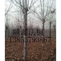 15公分法桐土球全冠#18公分法桐三年冠 報價