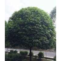 四川地區(qū)出售各種苗木