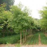 五角楓 基地直供五角楓苗