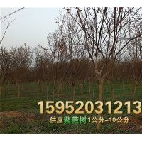 2公分紫薇，3公分紫薇樹