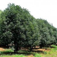 高桿精品6公分8公分10公分桂花報(bào)價(jià)