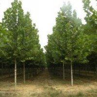 清苑區(qū)西王力村法桐 速生法桐 法桐基地 法桐價(jià)格