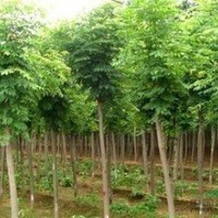 欒樹、銀杏、 垂柳