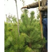 緊急出售油松、章子松、青海云杉、白皮松