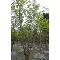 低分枝元寶楓、五角楓