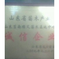 供應(yīng)河北石家莊占地黑松苗