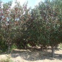 八棱海棠樹 精品八棱海棠樹