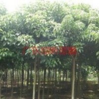 廣東秋楓袋苗批發(fā)