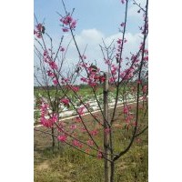 旺地櫻花，4-6公分