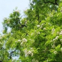 供應(yīng)刺槐苗