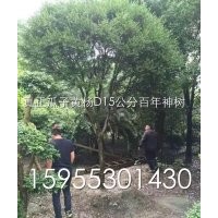 兩棵瓜子黃楊，D15公分，H：5m、R4m百年難遇的精品神樹，有愛好