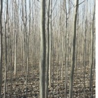 銀中楊，垂柳、小成黑