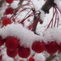 山東臨沂供優(yōu)質(zhì)1---8公分冬紅海棠苗