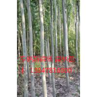 新疆楊苗木純種