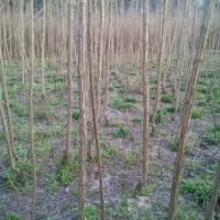 楊樹苗自產(chǎn)自銷