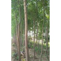 高桿絲棉木價格