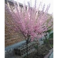 山西太谷榆葉梅價格