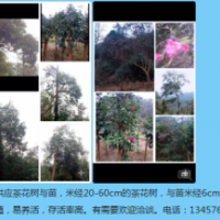 生態(tài)山茶花樹