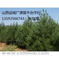 2.5-3米以上白皮松大量低價(jià)供應(yīng)