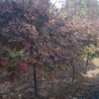 紅楓苗價(jià)格4公分紅楓價(jià)格5公分紅楓價(jià)格10公分紅楓價(jià)格河南紅楓價(jià)