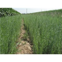 供應(yīng)檸條苗 踏啷苗 紫穗槐苗等