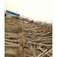 出售各種綠化苗木