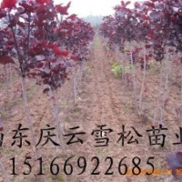 全紅楊生產(chǎn)供應(yīng)商全紅楊培育基地